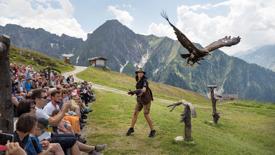 Greifvogelvorführung Mayrhofen Adlerbühne Ahorn